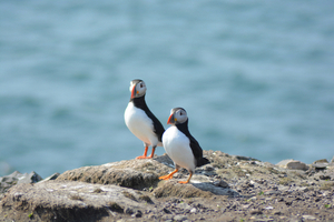 Two puffins on Farne Island’s rocky coast