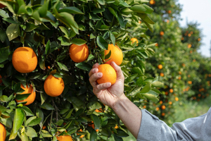 The ingredients you can add to meals to boost your immune system