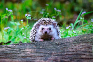 Garden Wildlife Week: 8 practical tips for encouraging nature to flourish in your garden